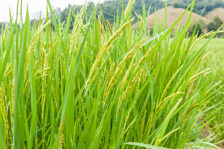 Green ear of rice in paddy rice fieldの写真素材