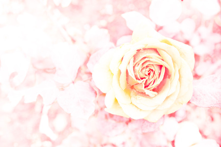 The beautiful rose made with color filtersの写真素材