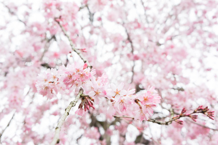 A bunch of Sakura or Cherry blossom flower with blur background