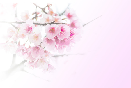 Closeup of Sakura or Cherry blossom flowerの写真素材