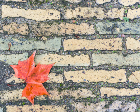 A maple leaf on brick floor use as background