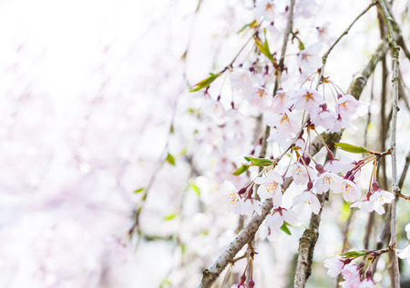 Spring flowering branches, pink flowers, no leaves, blossoms Almond, Sakuraの写真素材
