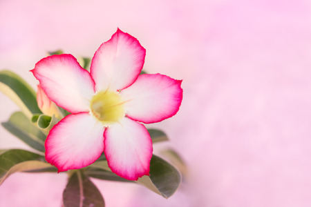 Desert Rose or Impala Lily (Mock Azalea) on pink background, selective focus at petalの写真素材