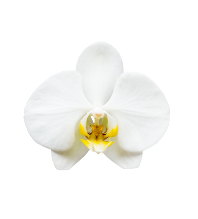 A white orchid flower isolated on white backgroundの写真素材