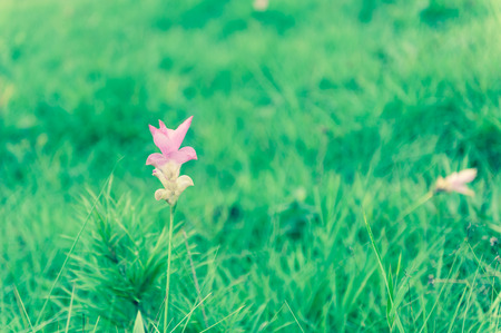 Closeup of fresh pink Siam Tulip flower with green field background