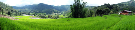 rice field panorama in thailandの写真素材