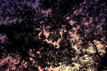 colorful Silhouette of treeの写真素材