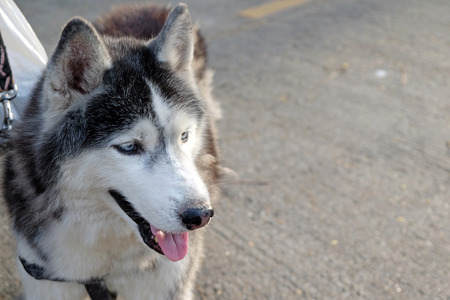 portrait of a dog, Siberian Huskyの写真素材