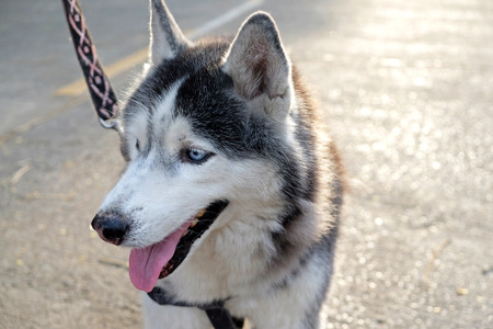 portrait of a dog, Siberian Huskyの写真素材