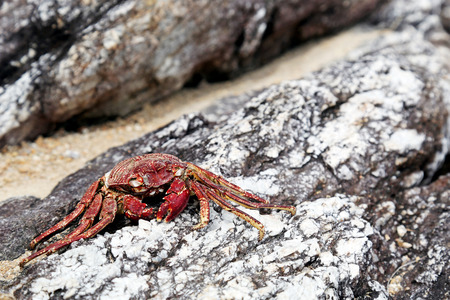 crab on the rock at the seaの写真素材