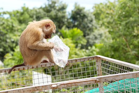 monkey sitting and playing plastic bagの写真素材