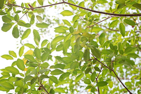 green blur background