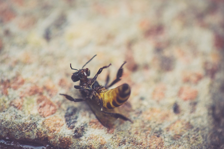 bee writhe on the floorの写真素材