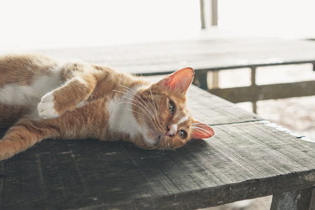 lazy cat lyingの写真素材