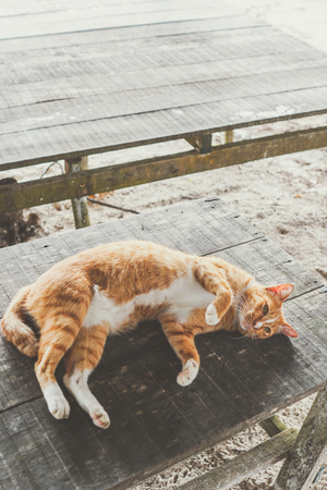 lazy cat lyingの写真素材