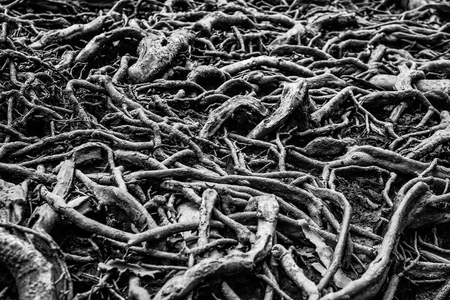 big root texture background black and white conceptの写真素材