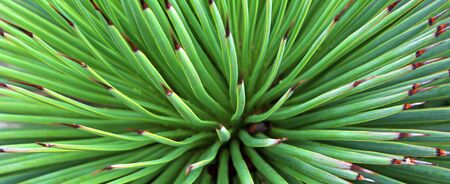 close up Yucca plant background. green natureの写真素材