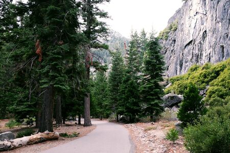 A road through beautiful pine tree forest landscape background in national parkの写真素材