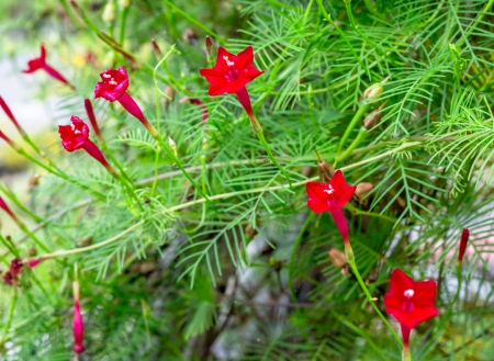 Red cypress vine flowers.