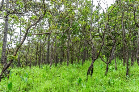 Mixed deciduous forest in Thailand.の写真素材