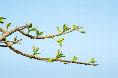 Tree stick against blue sky background  の写真素材