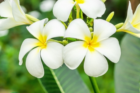 white and yellow frangipani flowersの写真素材
