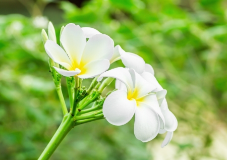 white and yellow frangipani flowersの写真素材