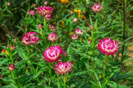 Strawflower in Thailandの写真素材
