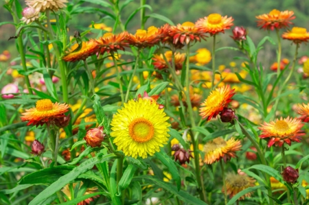 Strawflower in Thailandの写真素材