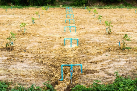 Newly planted field in Thailandの写真素材