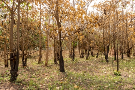 Burnt trees after a forest fire の写真素材