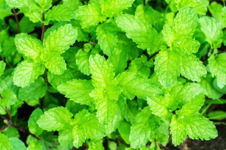 Close up Kitchen Mint vegetable