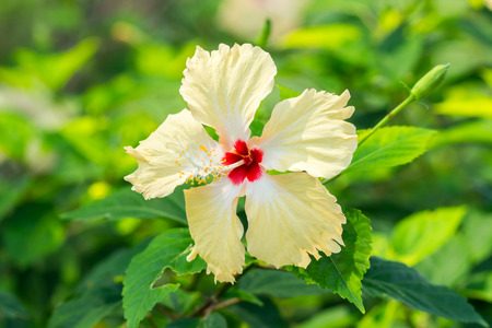Yellow Hibiscus flower.の写真素材