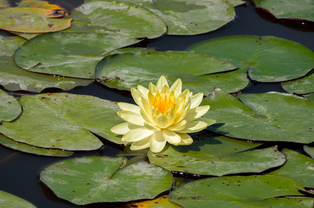 Orange lotus flower in pond.の写真素材