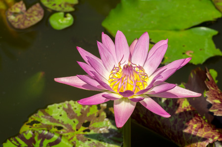Pink lotus flower in pond.の写真素材