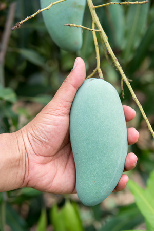 fresh mango in hand, at organic farm.の写真素材
