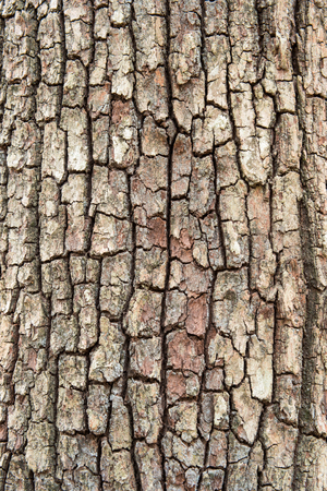 Old Wood Tree Texture Background Patternの写真素材