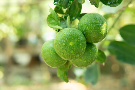 lemon hanging on tree with water drop.の写真素材