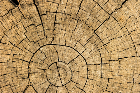 Old tree stump texture background. Close-up of cross section of a tree stump with patterns of arcs, circles and cracks.の写真素材