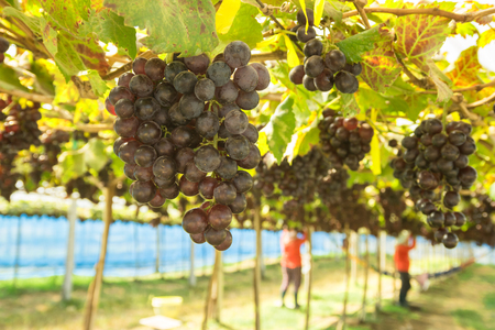 Branches of red wine grapes growing in fields. Close up fresh red wine grape.の写真素材