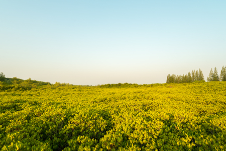 The mangrove forest or Golden Mangrove Field (Tung Prong Thong) is famous place for nature tourism in Klaeng, Rayong Thailand.の写真素材