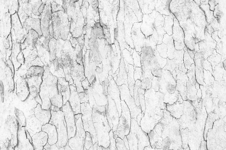white abstract texture background from bark of treeの写真素材