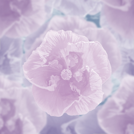 abstract background of hibiscus flowerの写真素材