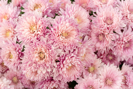 Beautiful pink chrysanthemum flower for nature background.の写真素材