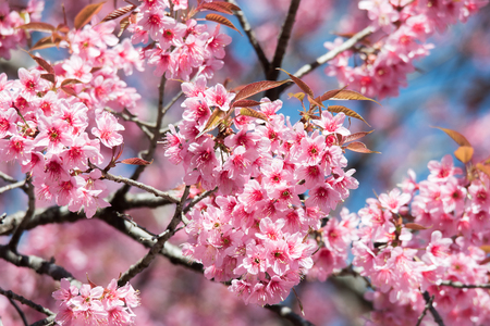 Pink wild himalayan cherry, wild sakura flower, Prunus Cerasoides tree in Thailand.の写真素材