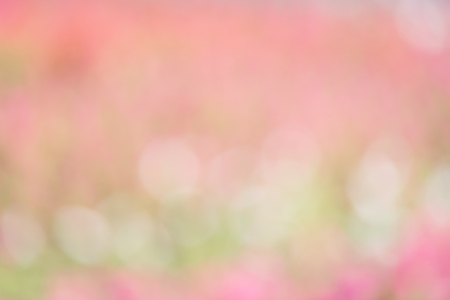 Abstract nature bokeh background, Natural blurred background from grass and pink flower.の写真素材