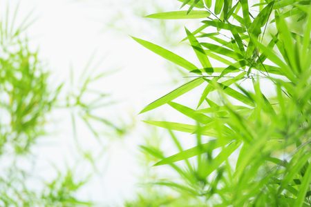 green and yellow bamboo leaves background in the nature.の写真素材