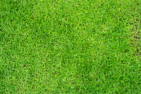 Green grass background or green natural wall texture use for design.の写真素材