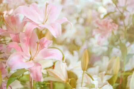 Blur and soft concept of beautiful pink lilly flowers for background.の写真素材