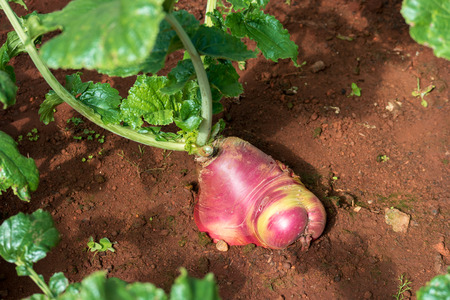 Red radish growing in the garden.の写真素材
